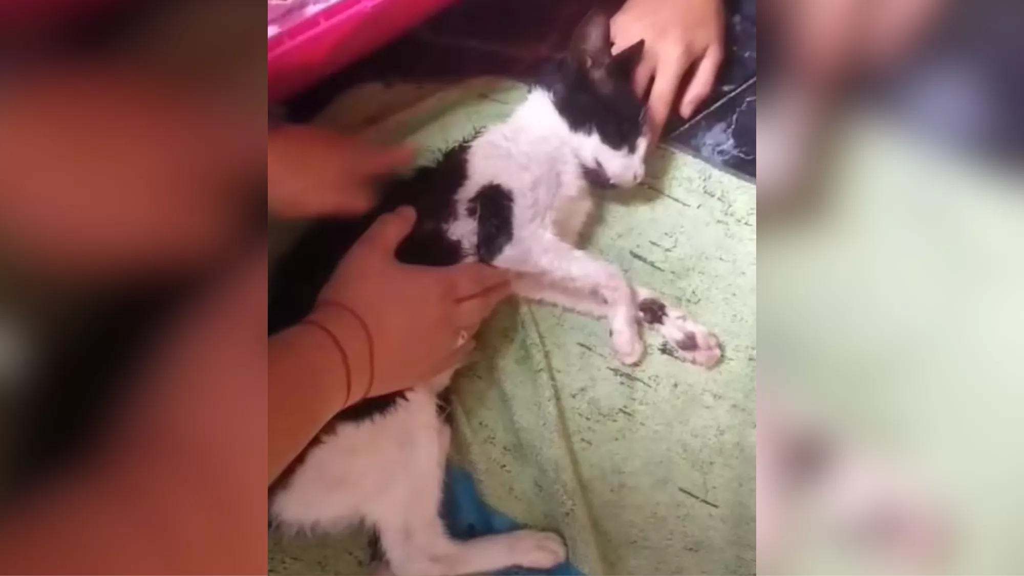 Imagen de uno de los gatos que fue atacado por la jauría en Jinámar / REDES LEALES