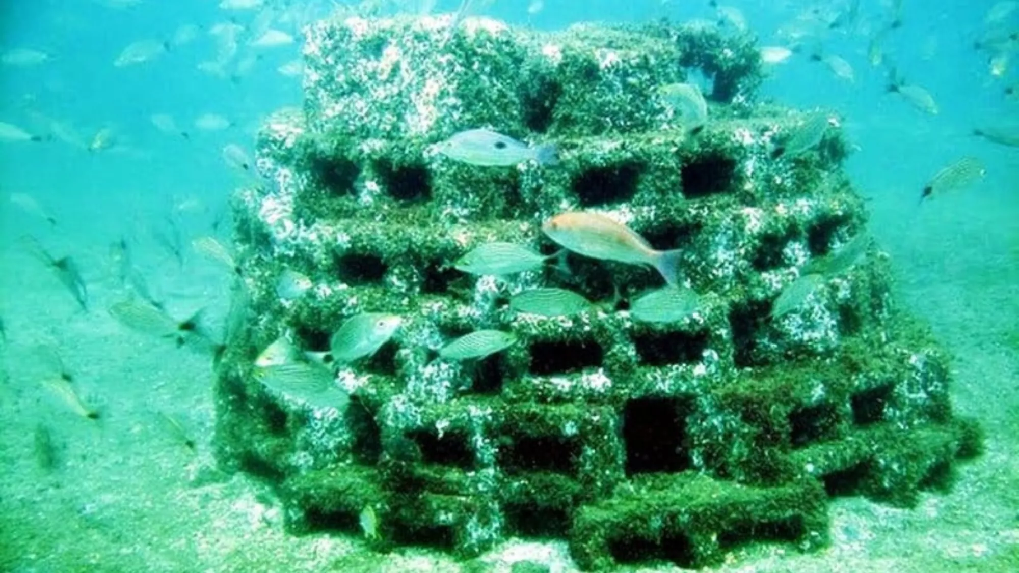 Un arrecife artificial en un conjunto de arrecifes./ CONDOFISH