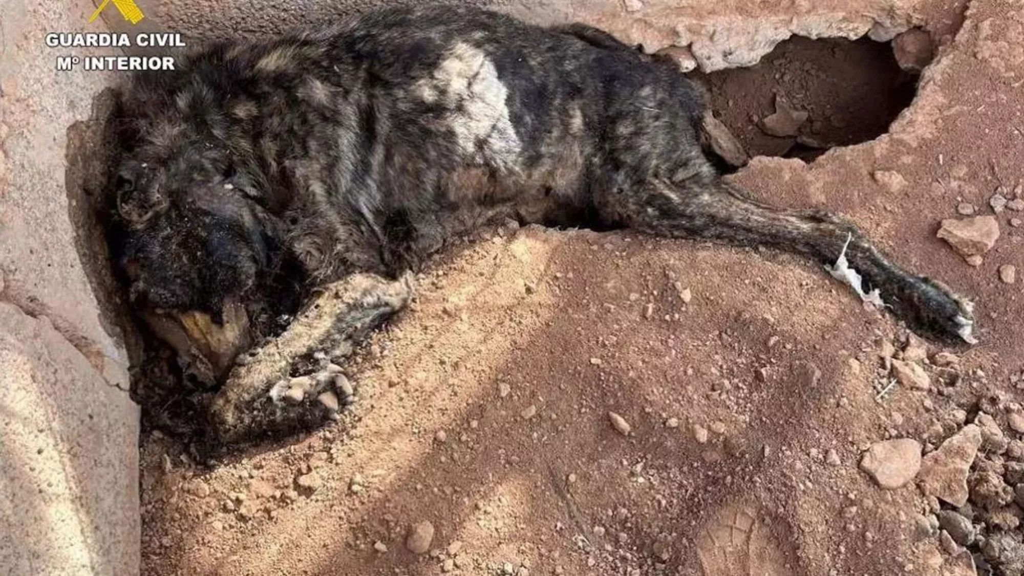 Uno de los perros momificados en Fuerteventura./ GUARDIA CIVIL Uno de los perros momificados en Fuerteventura./ GUARDIA CIVIL