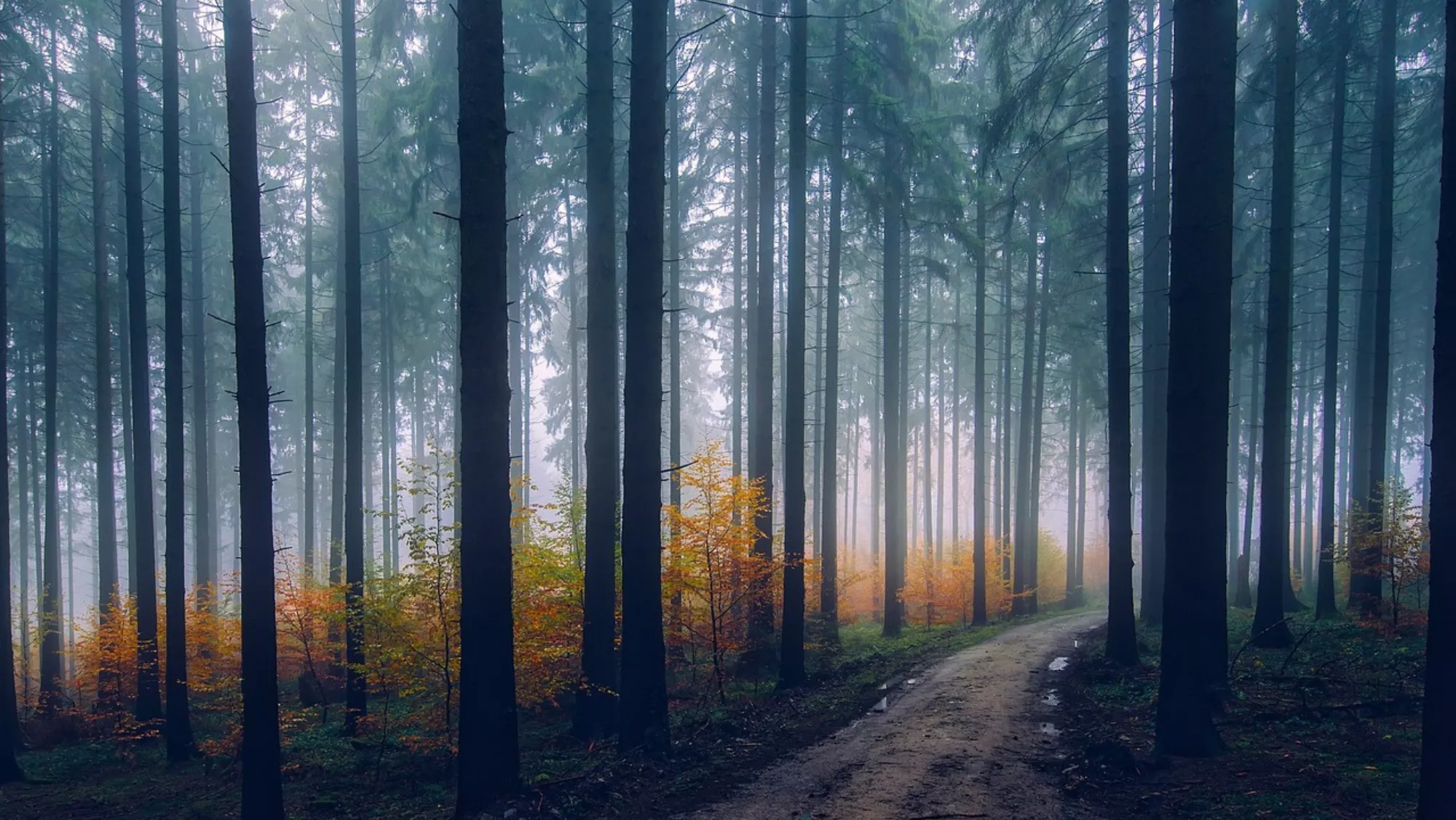 Los espacios naturales intrigantes, como bosques o zonas umbrías de vegetación espesa, han dado siempre lugar a leyendas y relatos./ PIXABAY