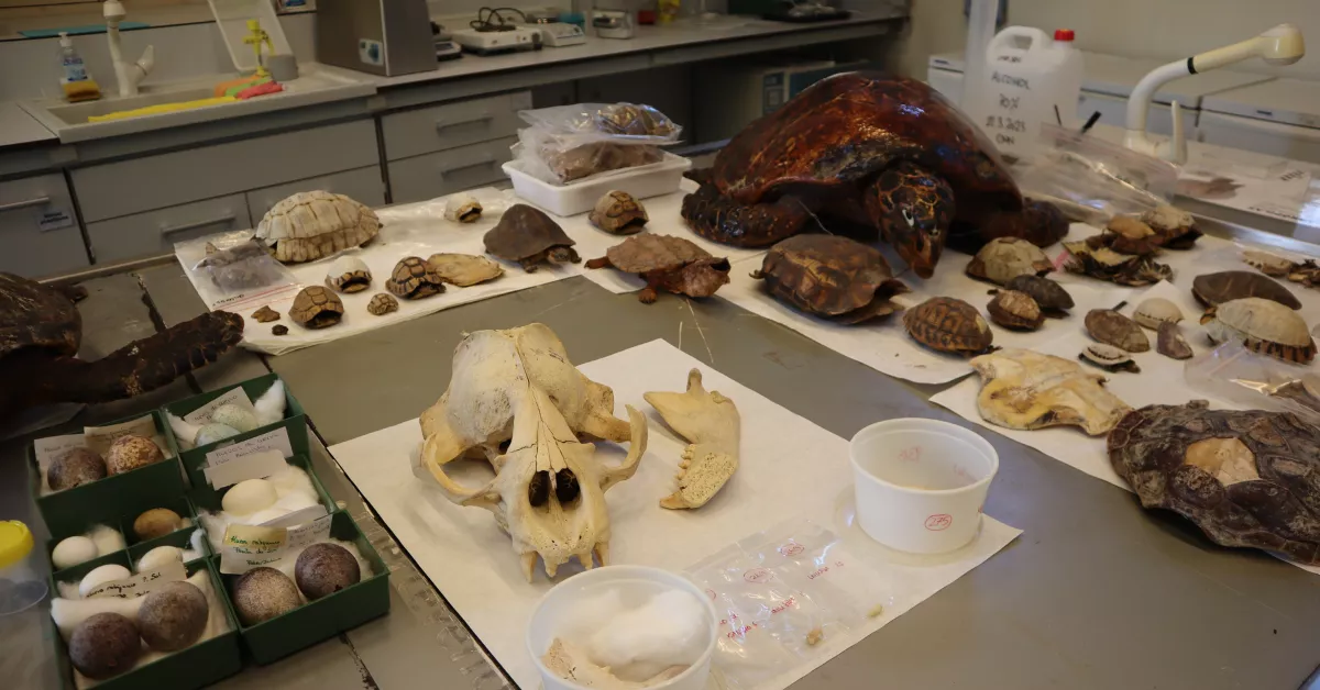 Parte de la colección donada por el investigador Luis Felipe López-Jurado ./ CEDIDA