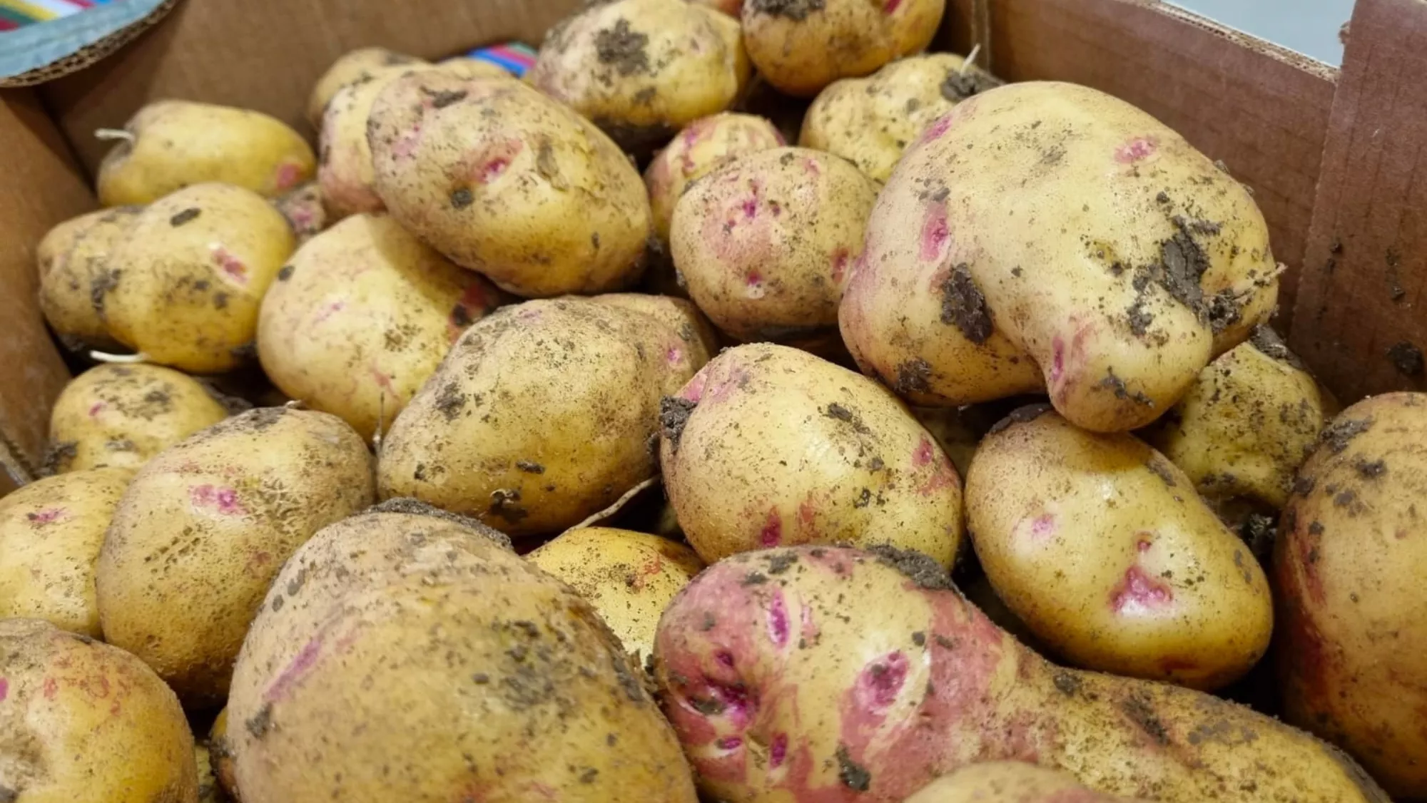 Caja de papas / GOBIERNO DE CANARIAS