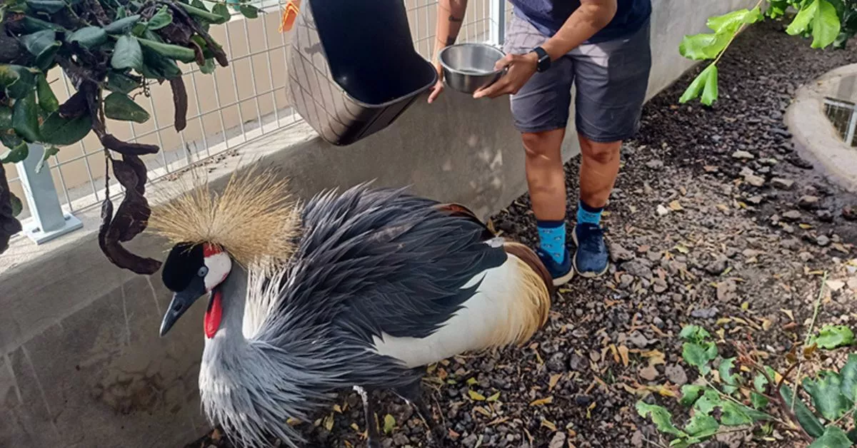 Especie exótica en las instalaciones de Fundación Neotrópico, Santa Cruz / CEDIDA