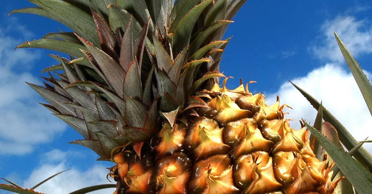 Imagen de una piña. / CABILDO DE EL HIERRO