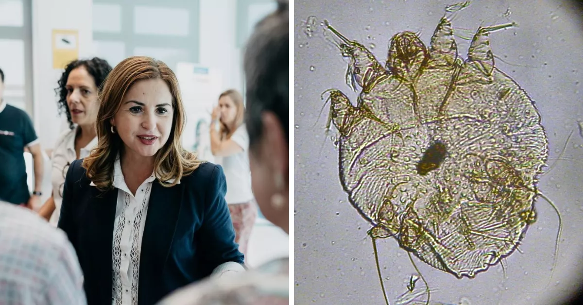 Águeda Fumero, consejera del Área de Acción Social del Cabildo de Tenerife, y una imagen de microscopio de un ácaro arador de la sarna./ MONTAJE AH