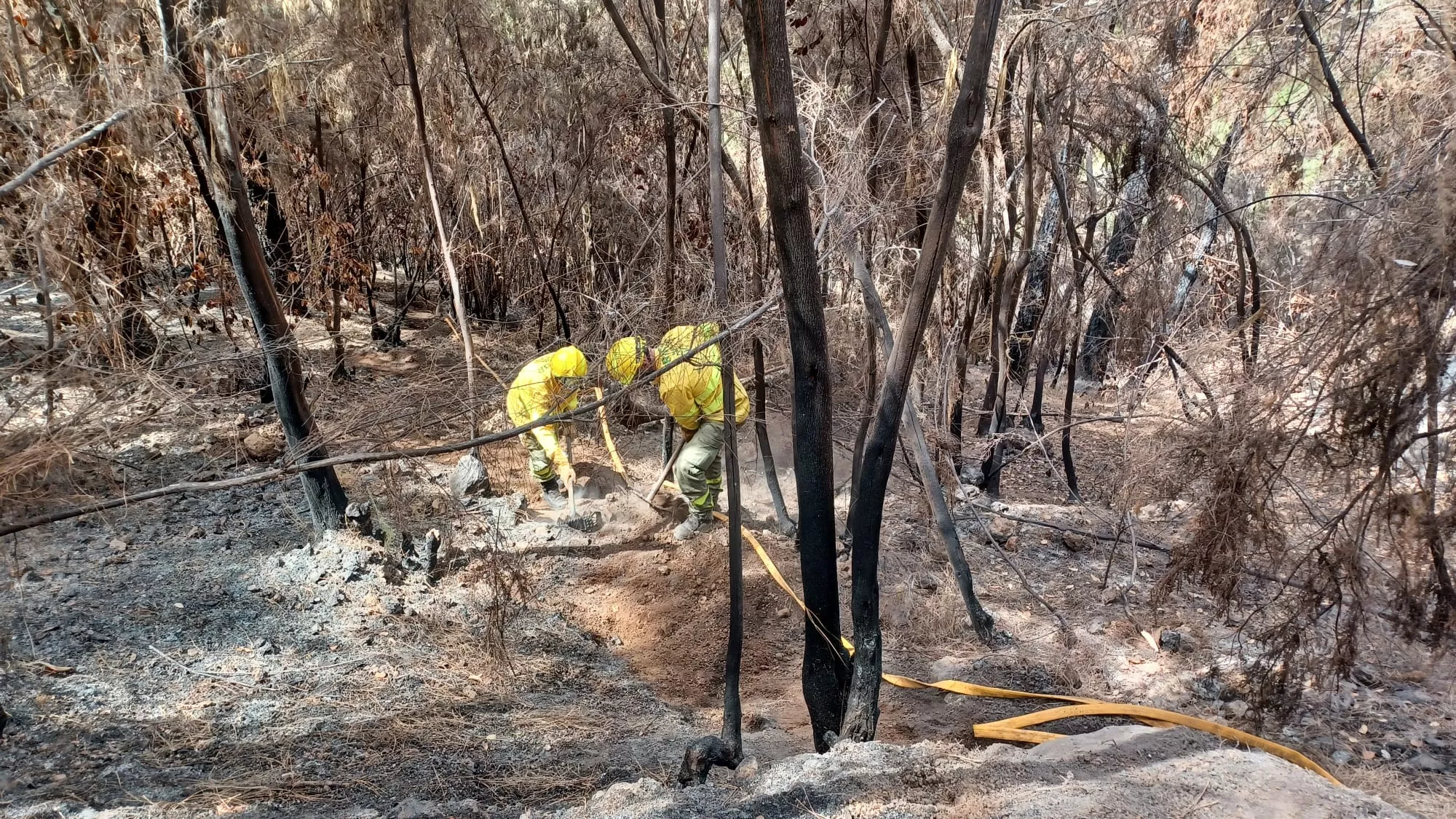 Trabajos de la Brifor contra el fuego. / CABILDO DE TENERIFE
