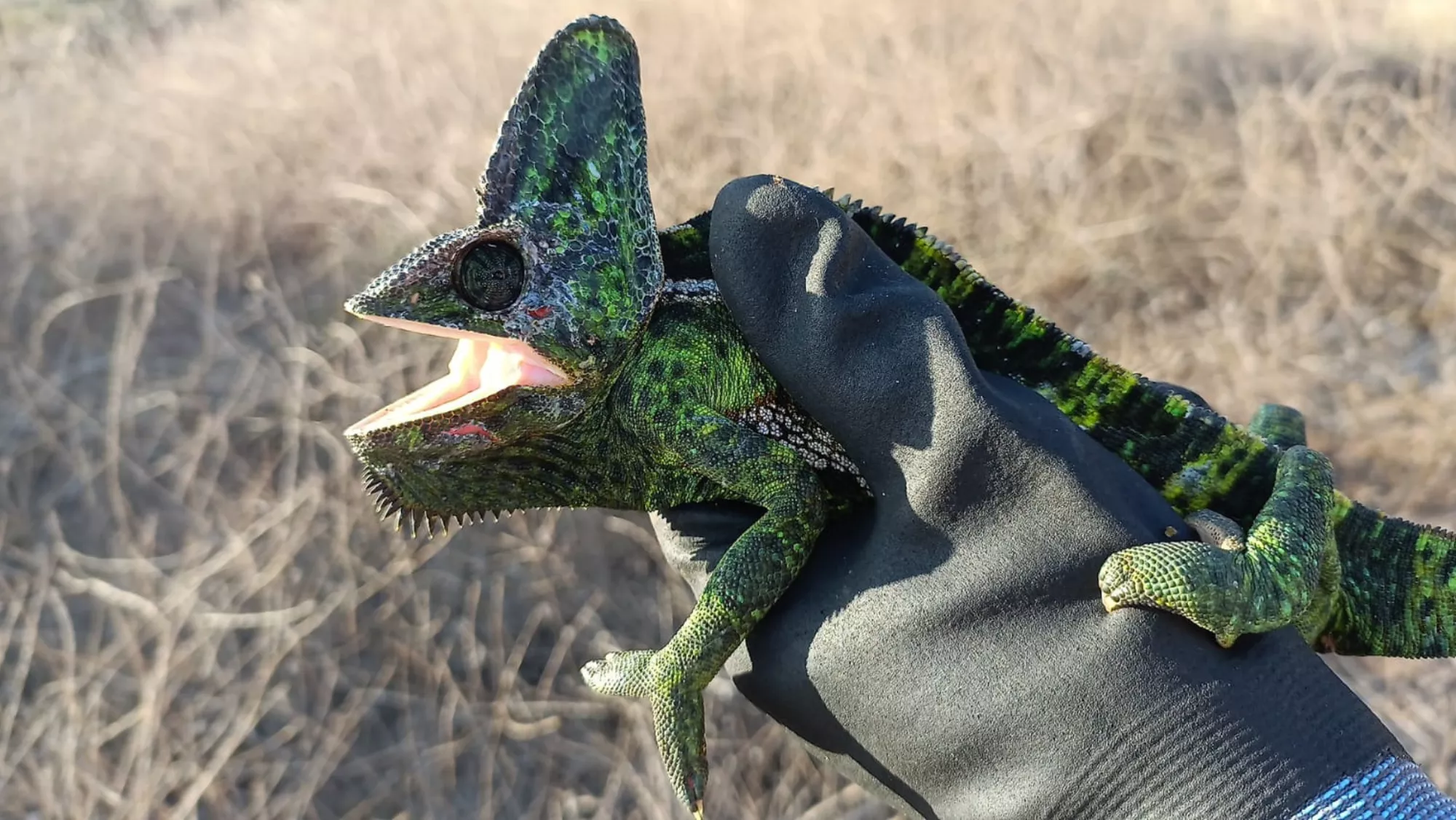 Un camaleón de Yemen capturado / AH