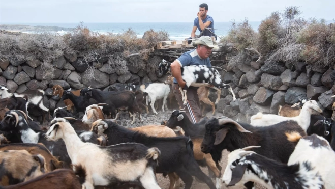 Cabras de Fuerteventura / EFE