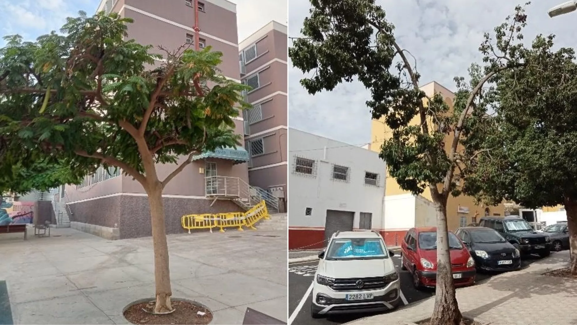Los dos árboles dañados en Santa Cruz / AYUNTAMIENTO DE SANTA CRUZ DE TENERIFE