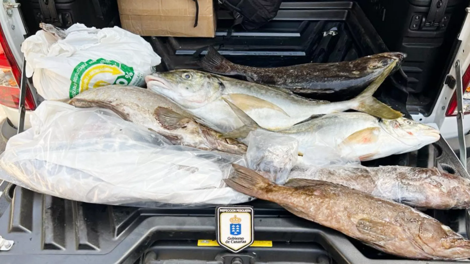 Los acusados superaban el peso máximo establecido por la normativa de 10 kilos / GOBIERNO DE CANARIAS