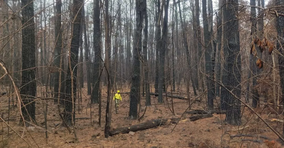 Un operativo de la Brifor en zonas del incendio de Tenerife (Canarias)./ ARCHIVO