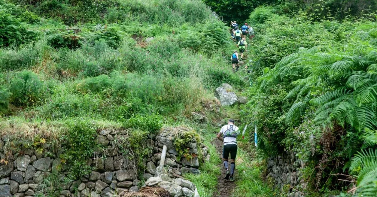 La Tenerife Bluetrail 2024 contará con nuevos trazados para no entorpecer las labores de recuperación forestal tras el incendio de agosto./ CABILDO DETENERIFE.
