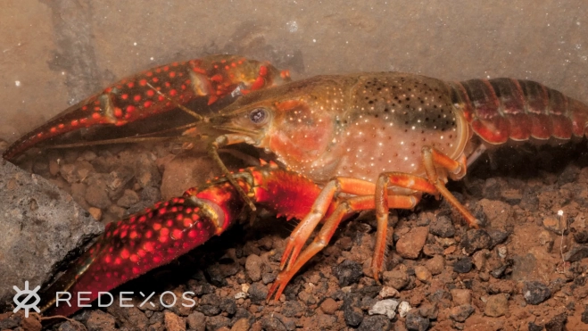 El cangrejo de río supone una plaga en el Parque García Sanabria / GOBIERNO DE CANARIAS El cangrejo de río supone una plaga en el Parque García Sanabria / GOBIERNO DE CANARIAS
