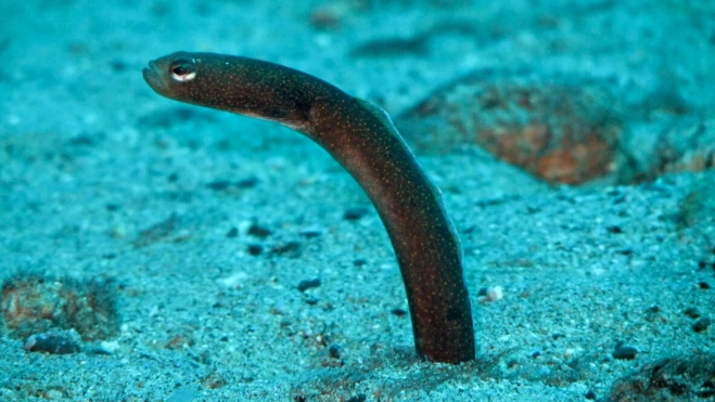 La anguila se encuentra de forma natural en las islas/ GOBIERNO DE CANARIAS