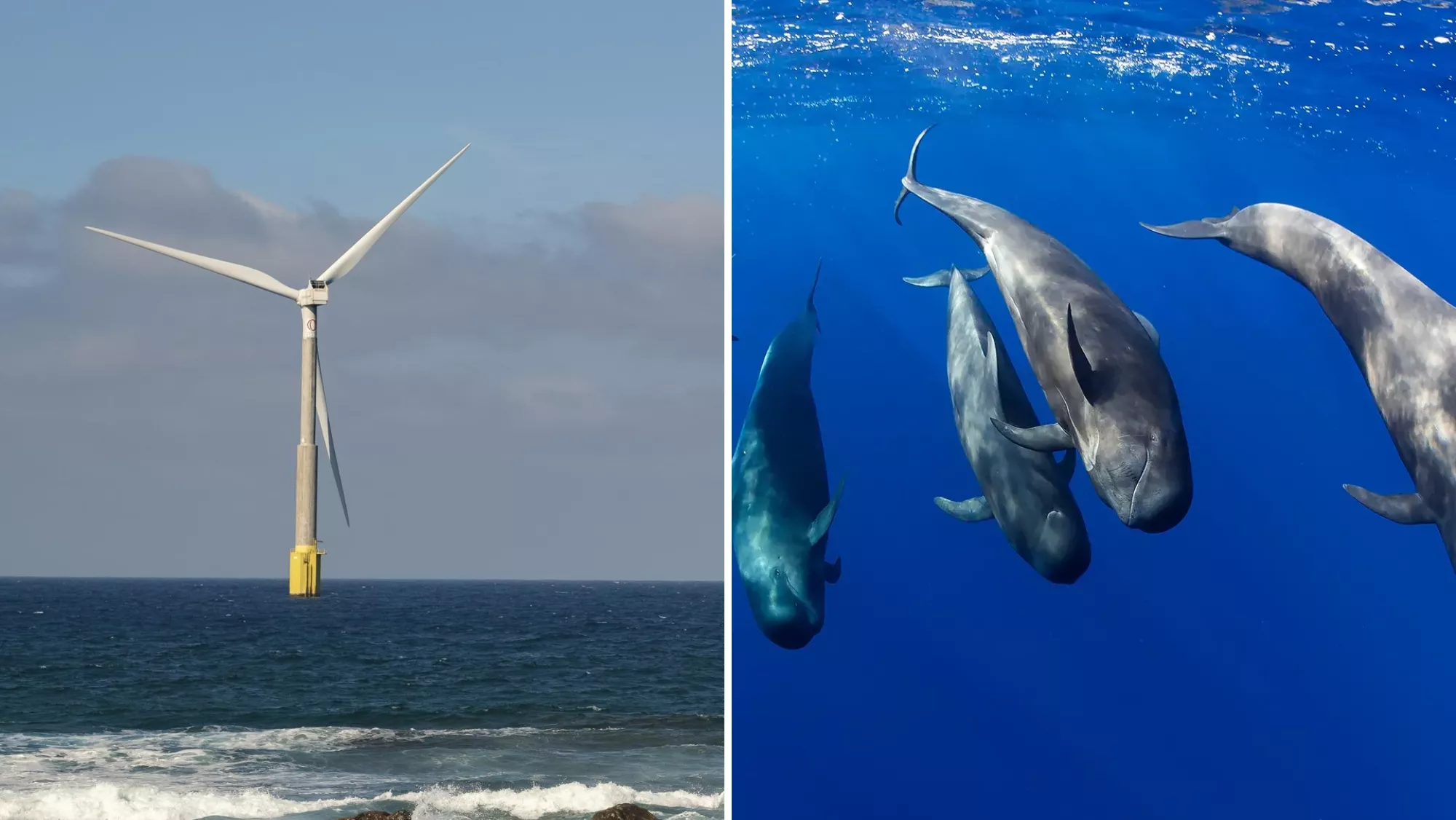 Eólica marina y cetáceos en Canarias / MONTAJE AH