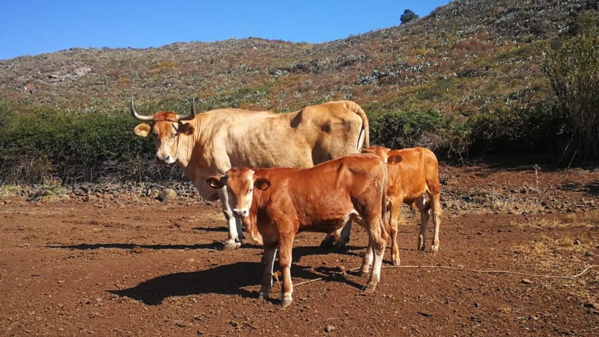 Terneros en Canarias./ GOBCAN