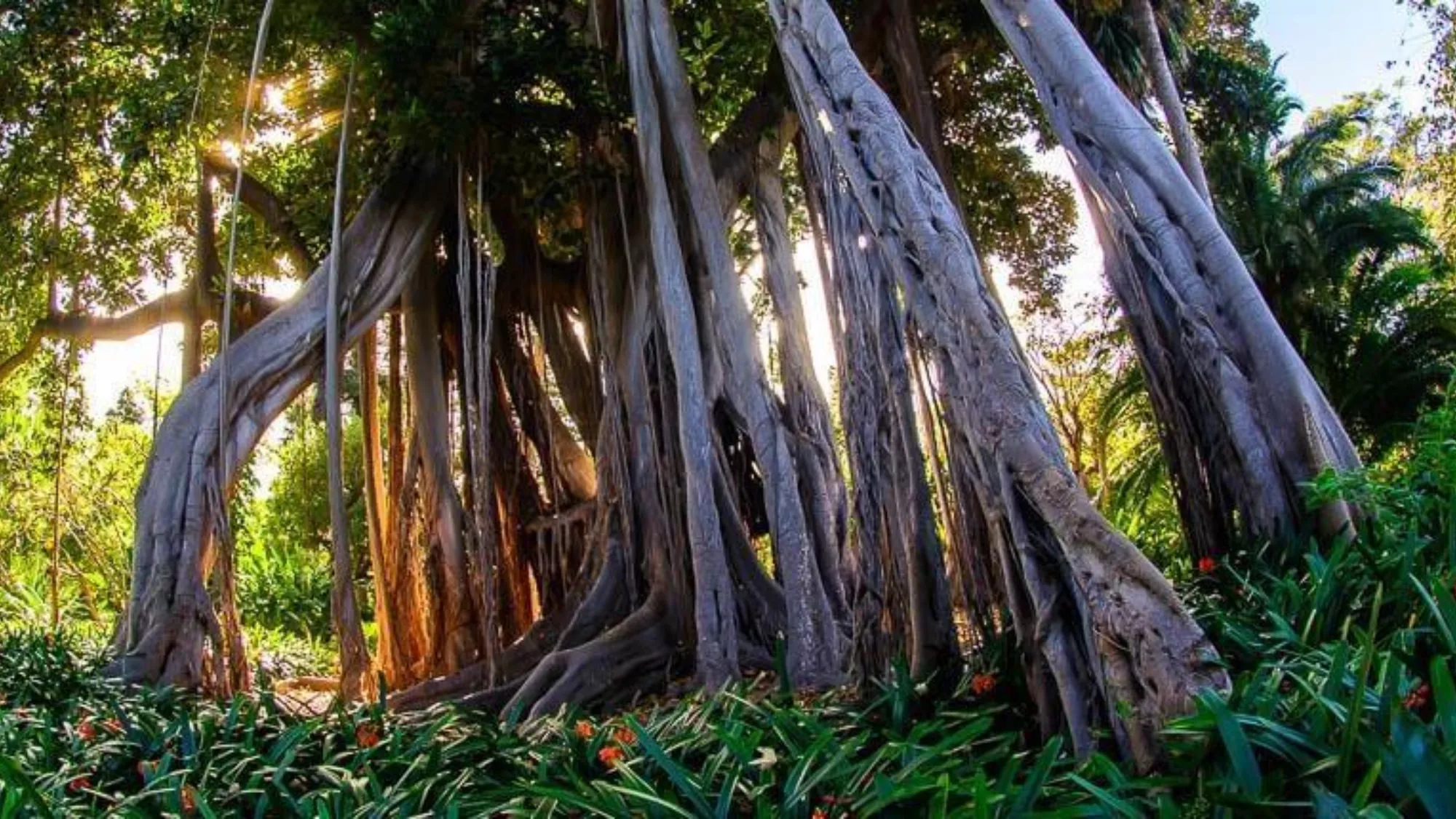 Jardín de aclimatación de La Orotava / HOLA ISLAS CANARIAS