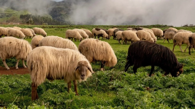 Ganado en los pastos de las medianías / QUESERÍA LA CALDERA
