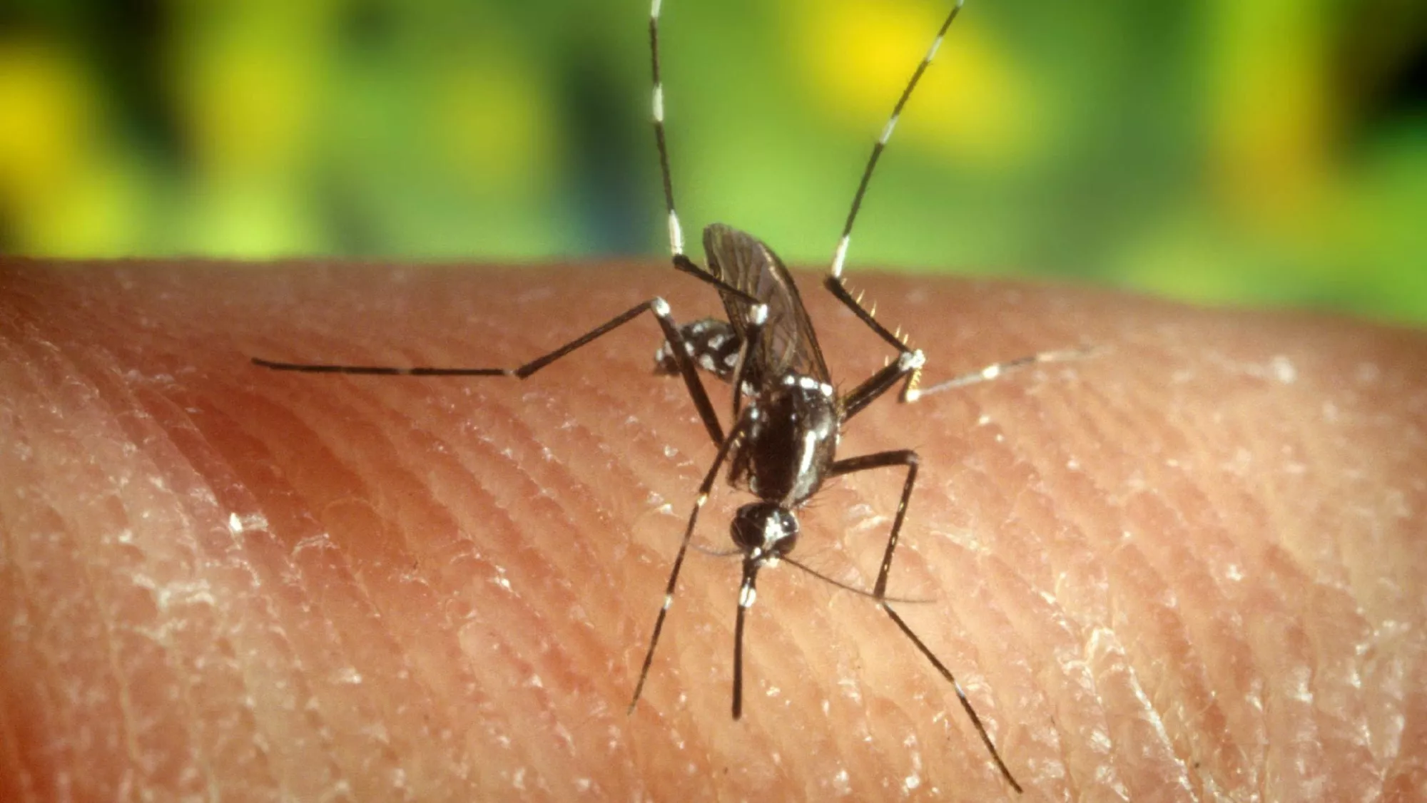 Mosquitos Anopheles quadrimaculatus / EFE