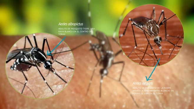 Mosquito tigre y mosquito de la fiebre amarilla / MONTAJE AH