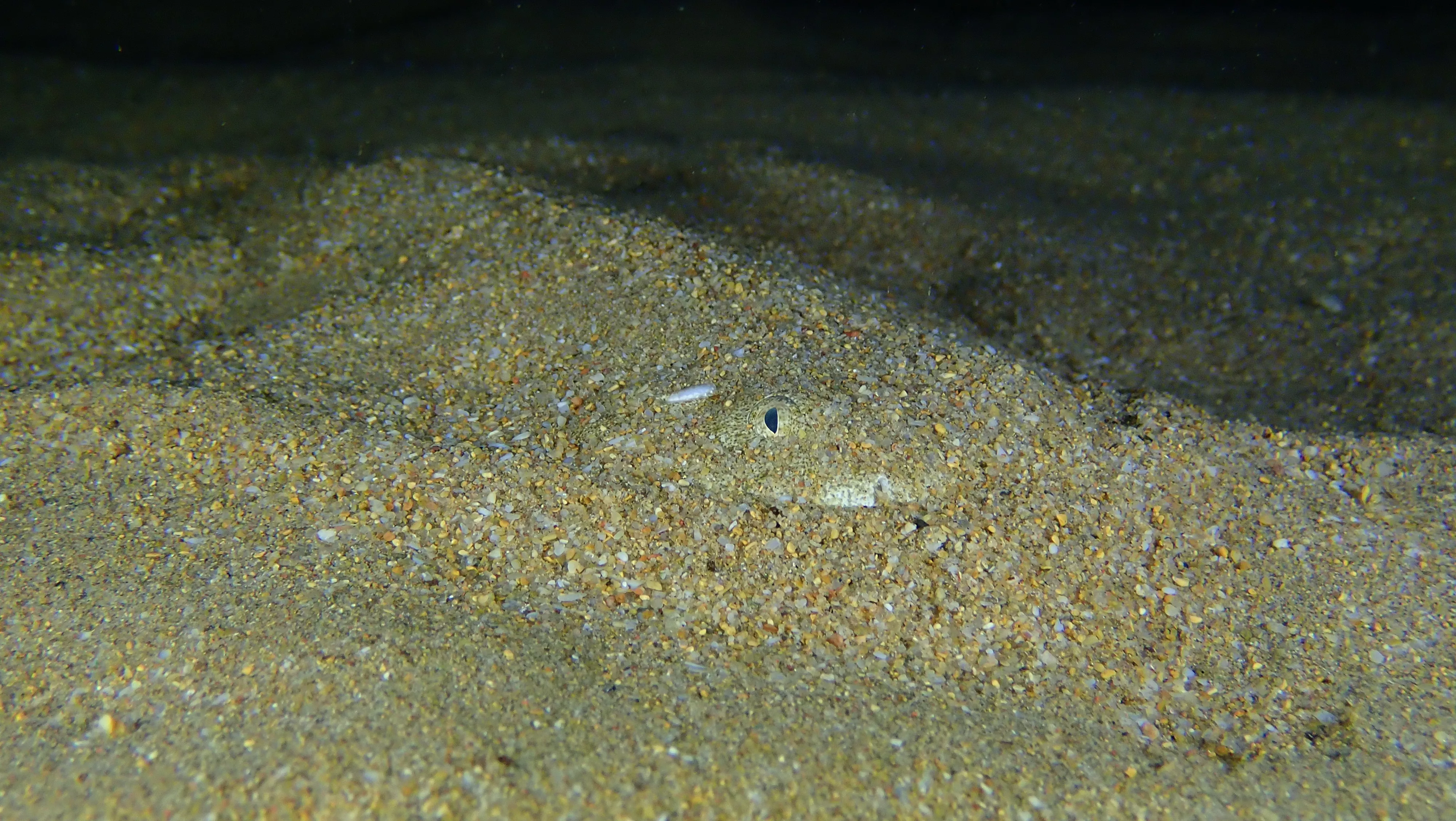Angelote en la playa de Las Teresitas de Santa Cruz./ CEDIDA