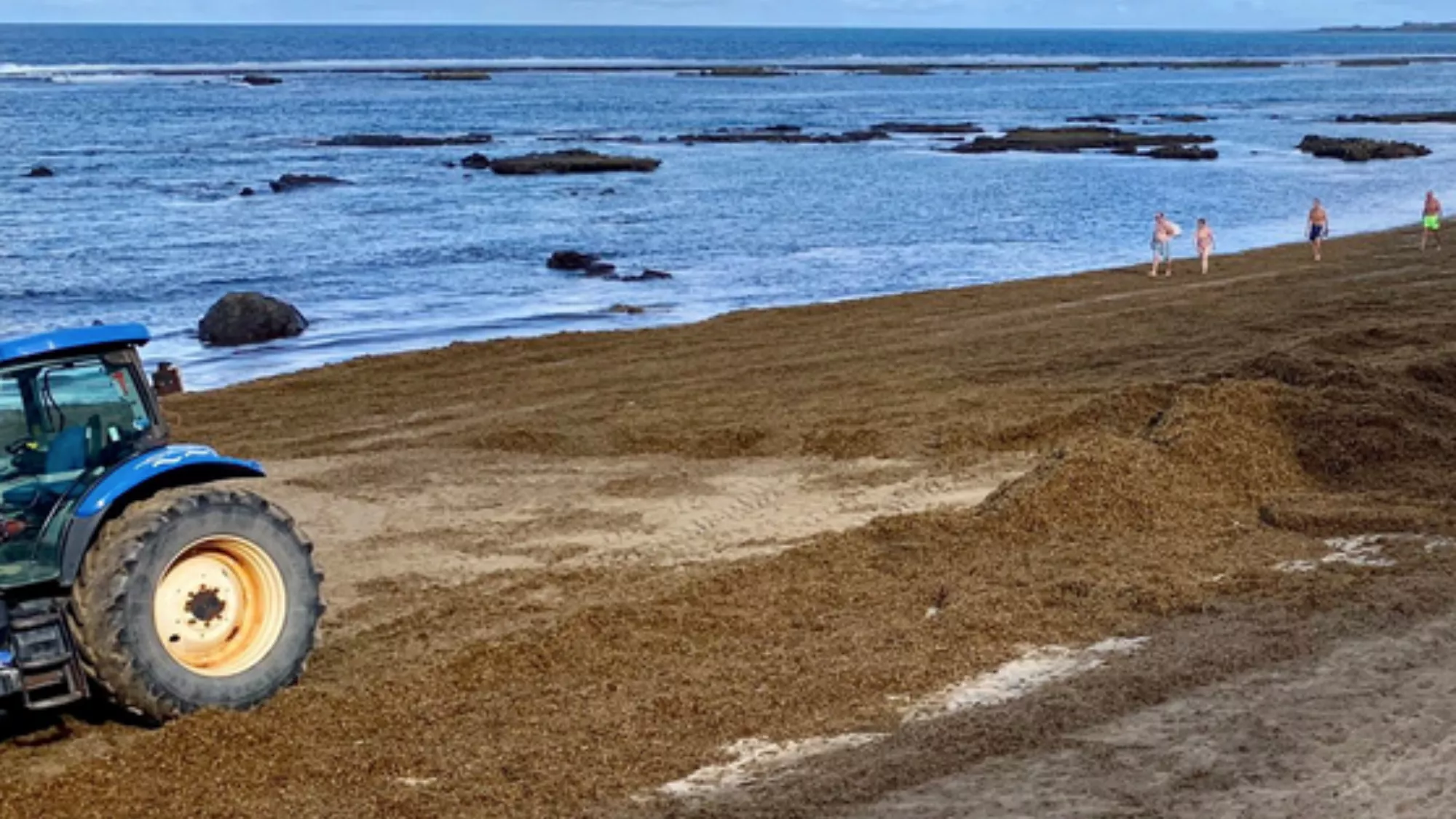 Imagen de la seba en la playa de Las Canteras / PP 