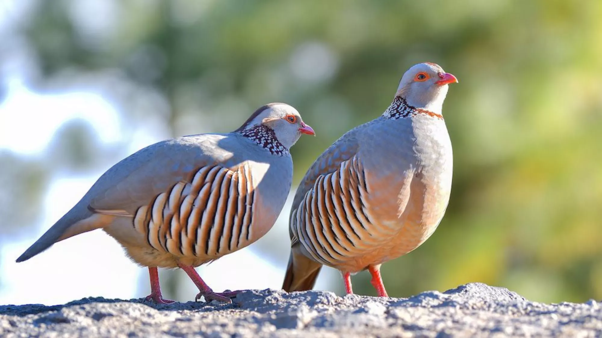 Perdiz moruna de La Gomera, una de las especies cinegéticas que se puede cazar con escopeta./ ARCHIVO