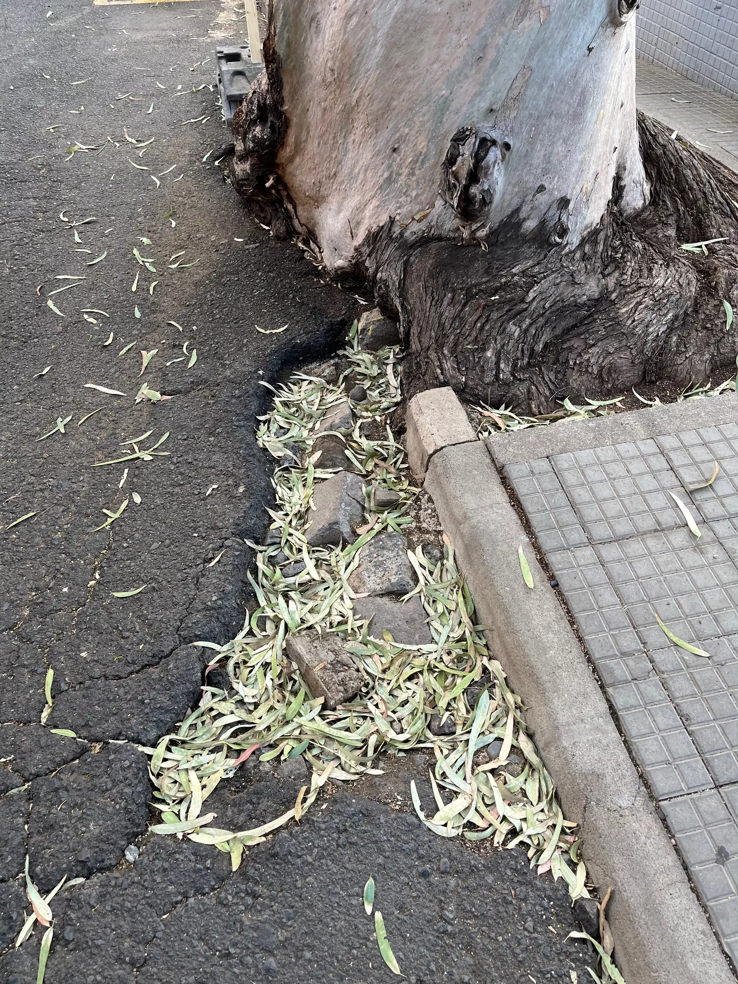 Uno de los eucaliptos de la calle Juan de Quesada, en Las Palmas de Gran Canaria, el  pasado 31 de octubre de 2023