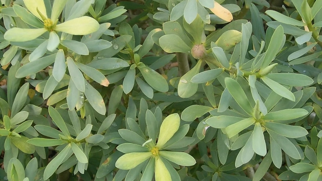 Euphorbia balsamifera (La Fajana) 02