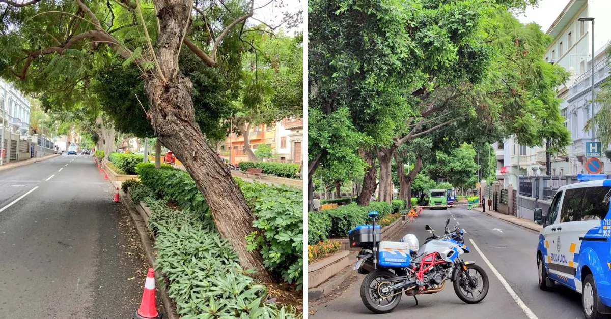 un árbol en riesgo de caída en la Rambla de Santa Cruz./ POLICÍA LOCAL