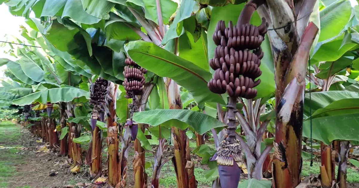 Imagen de la plantación de plátanos rojos en Canarias / FAST