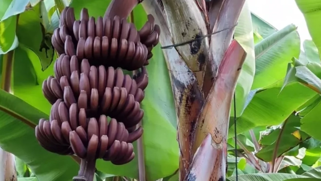 Imagen de un racimo de plátanos rojos en Canarias / FAST