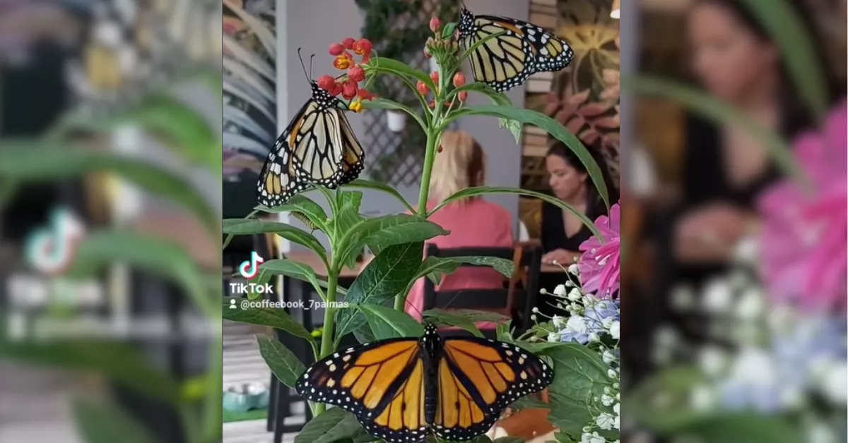 Imagen de Coffeebook, una cafetería con mariposas y libros en Las Palmas de Gran Canaria / REDES