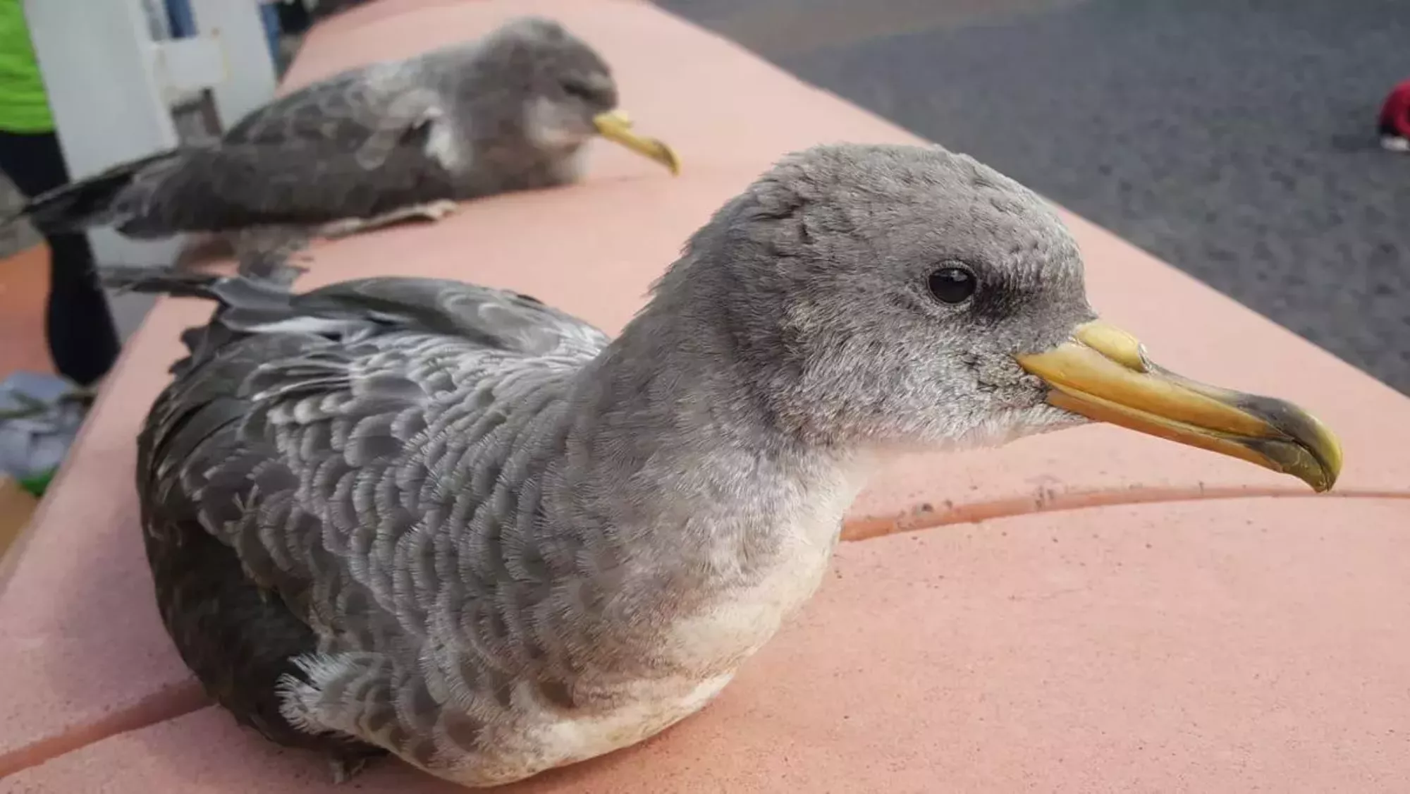 Pardela cenicienta / GOBIERNO DE CANARIAS