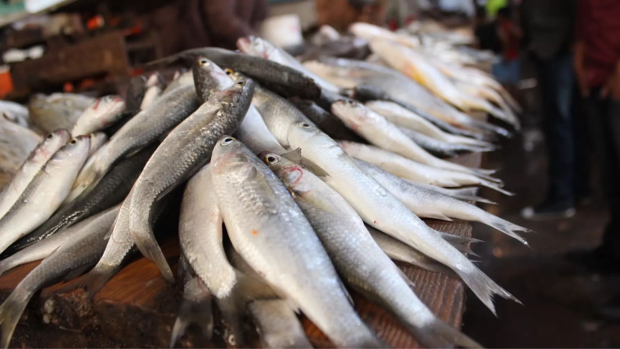 Pescado a la venta / UNSPLASH Con (necesarios) ojos