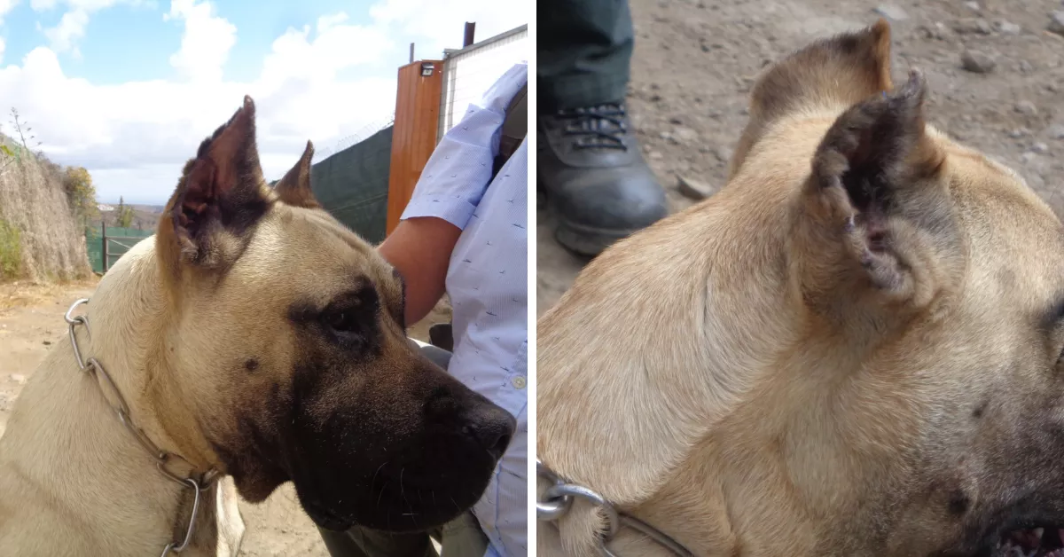 Uno de los perros intervenidos al que se le cortó las orejas por motivos estéticos / GUARDIA CIVIL