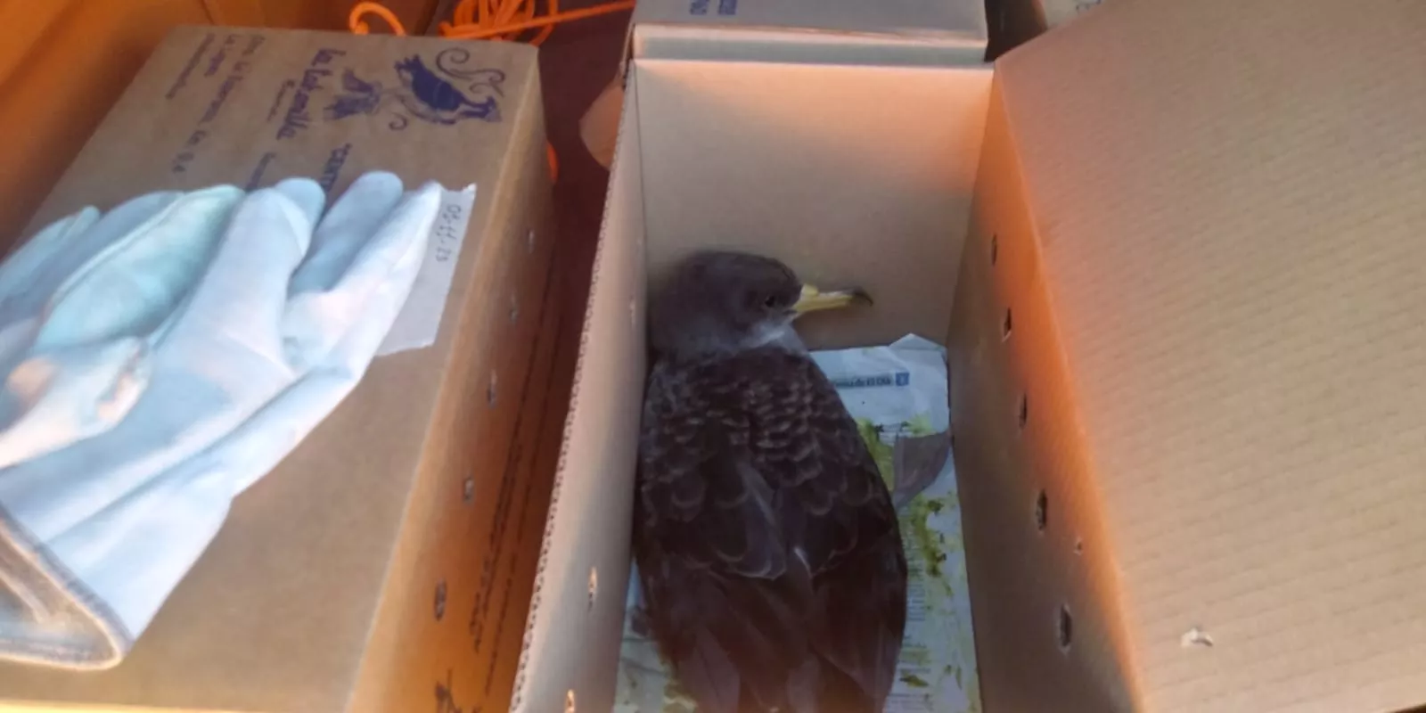 Una de las pardelas rescatadas / CEDIDA