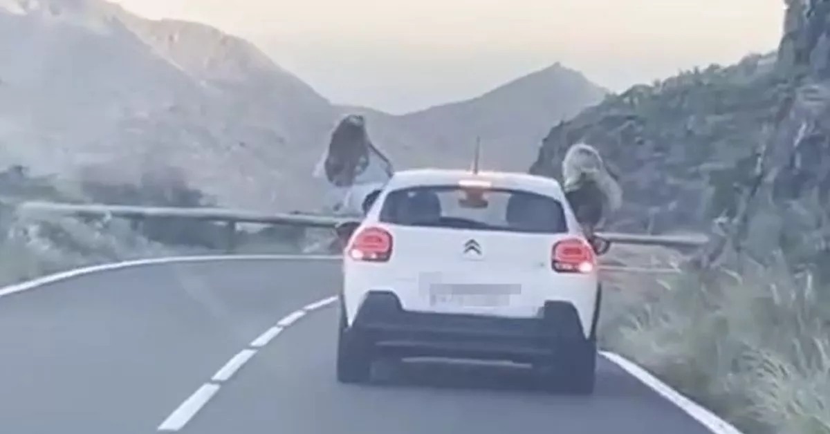 Tres chicas sacan medio cuerpo por la ventana mientras el vehículo está en marcha / AH