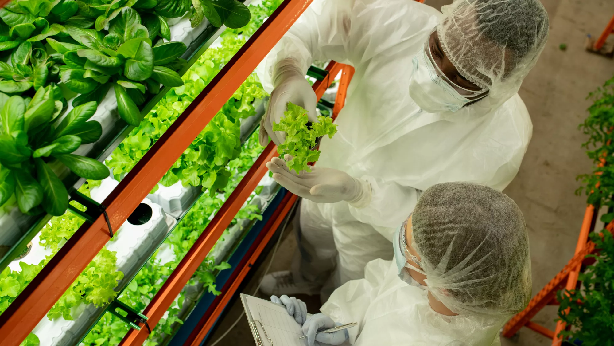 Agricultura vertical / AH