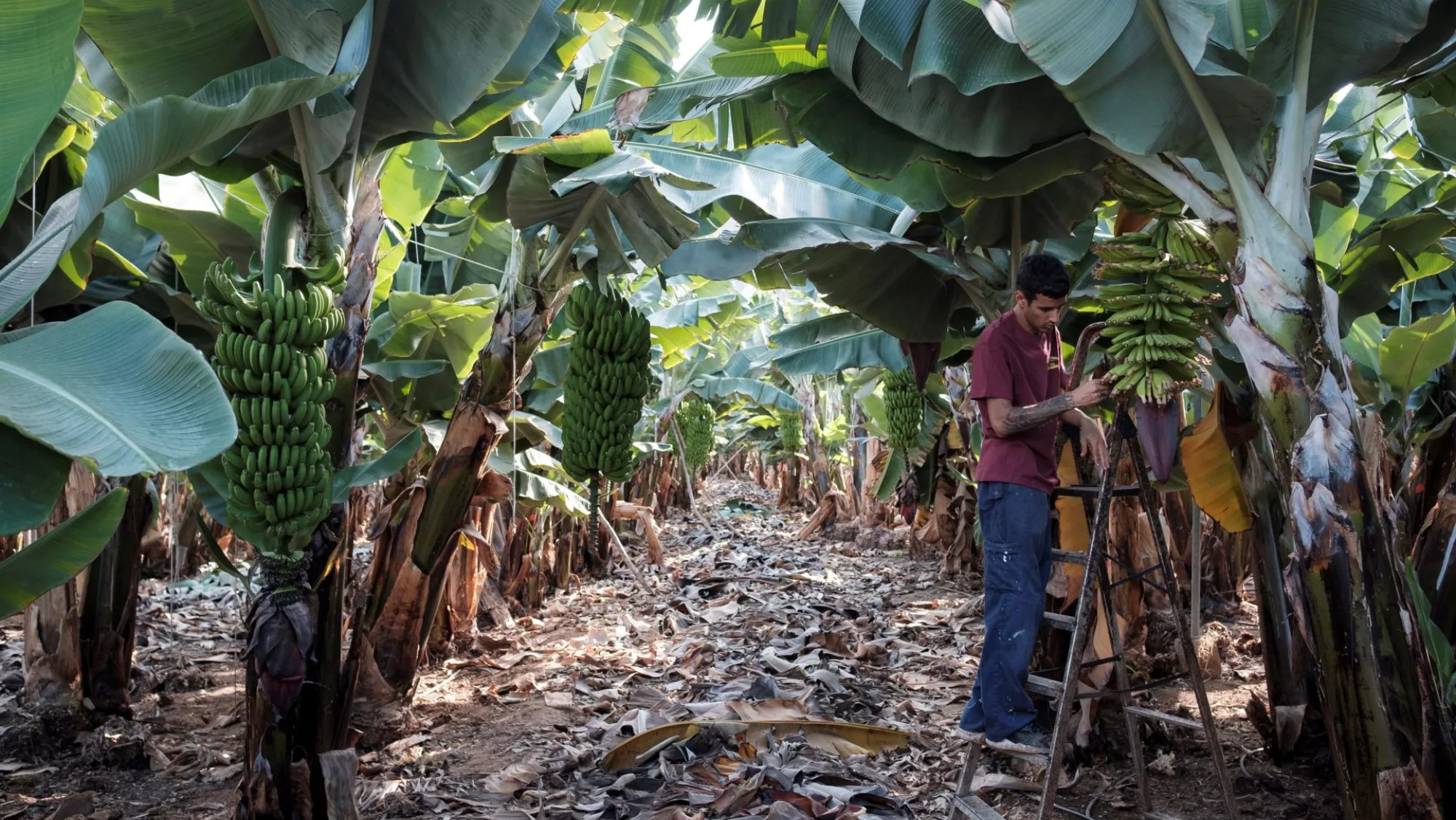 Imagen de una plantación de plátanos en Gran Canaria / EFE