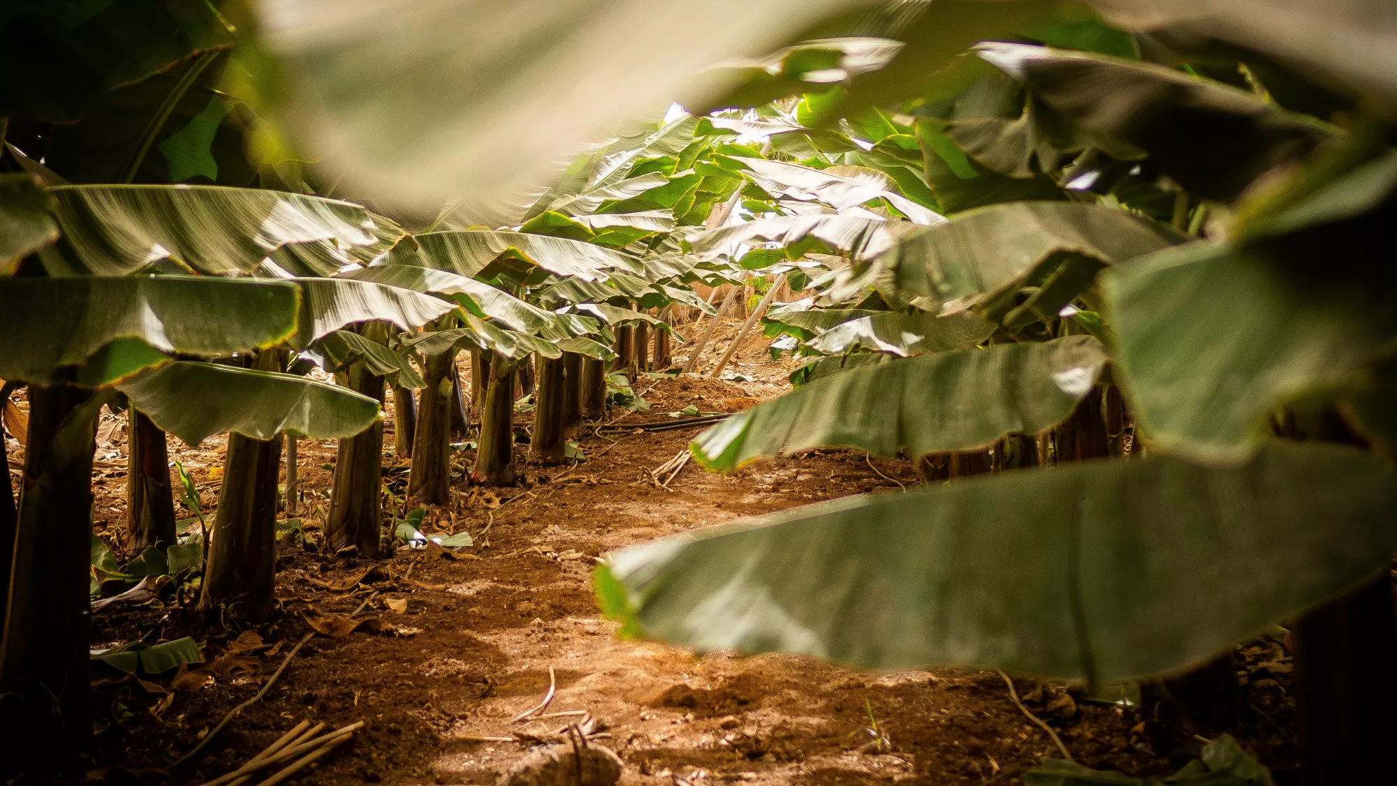 Plantación en la isla de Tenerife. / UNSPLASH