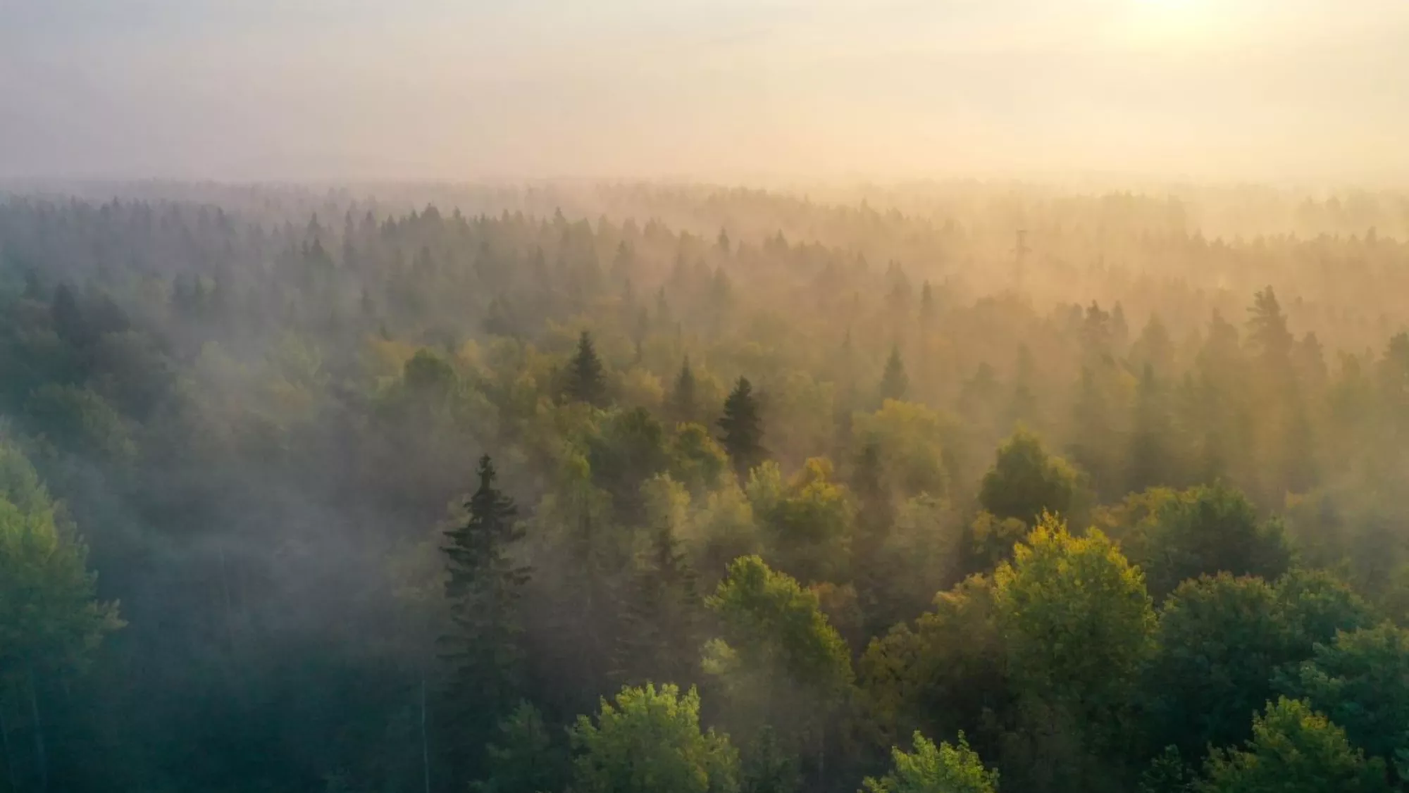  El objetivo es la descarbonización de empresas / SERVIMEDIA