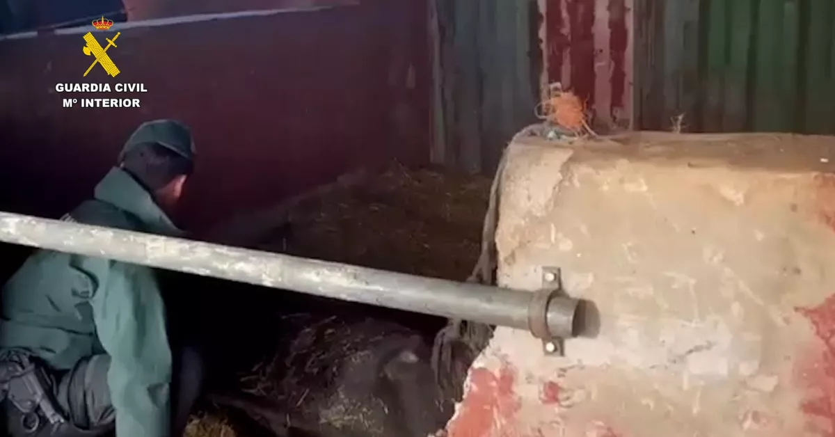 Imagen del estado de desnutrición de uno de los caballos / GUARDIA CIVIL