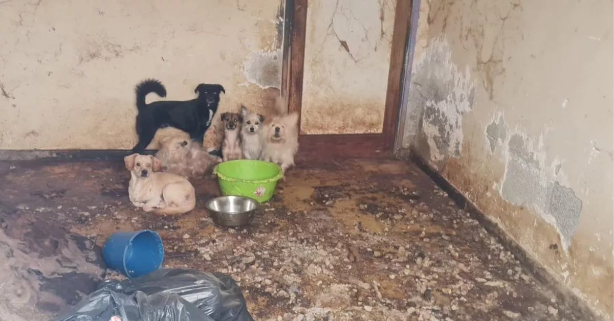 Uno de los varios grupos de perros que convivían entre heces y sin agua en una vivienda en Barrio Nuevo, en La Laguna / CEDIDA