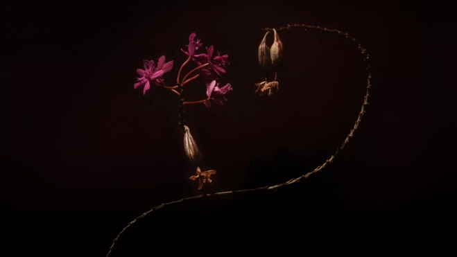 Fotografía de la exposición 'Botanical' / WILL CORVARA