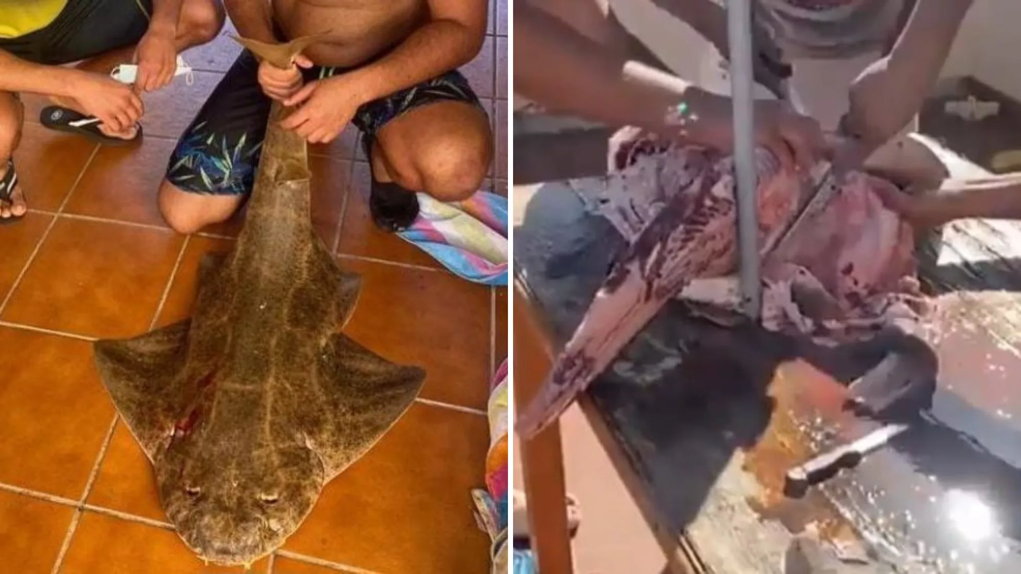 Imágenes del vídeo donde están preparando al tiburón angelote para el consumo / GUARDIA CIVIL