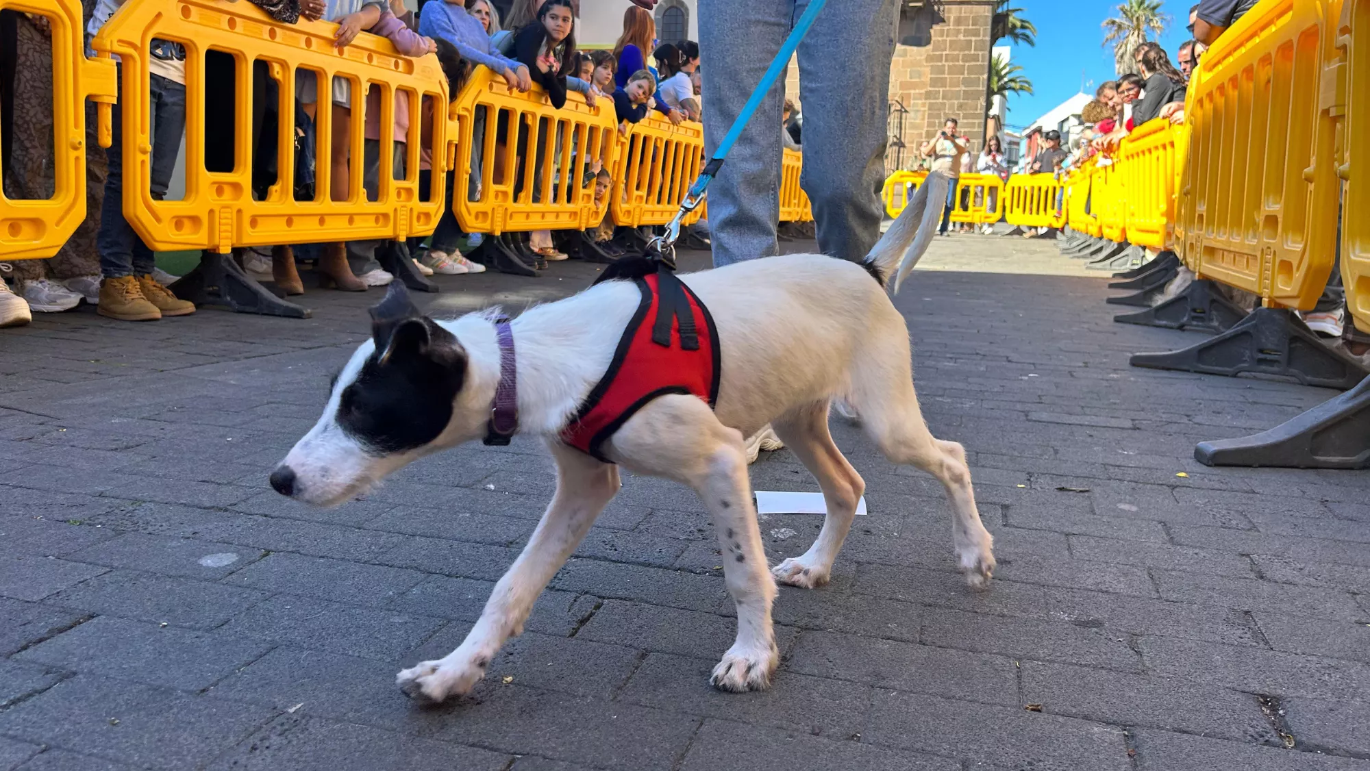 Desfile de la Feria de la Adopción de La Laguna / AYUNTAMIENTO DE LA LAGUNA