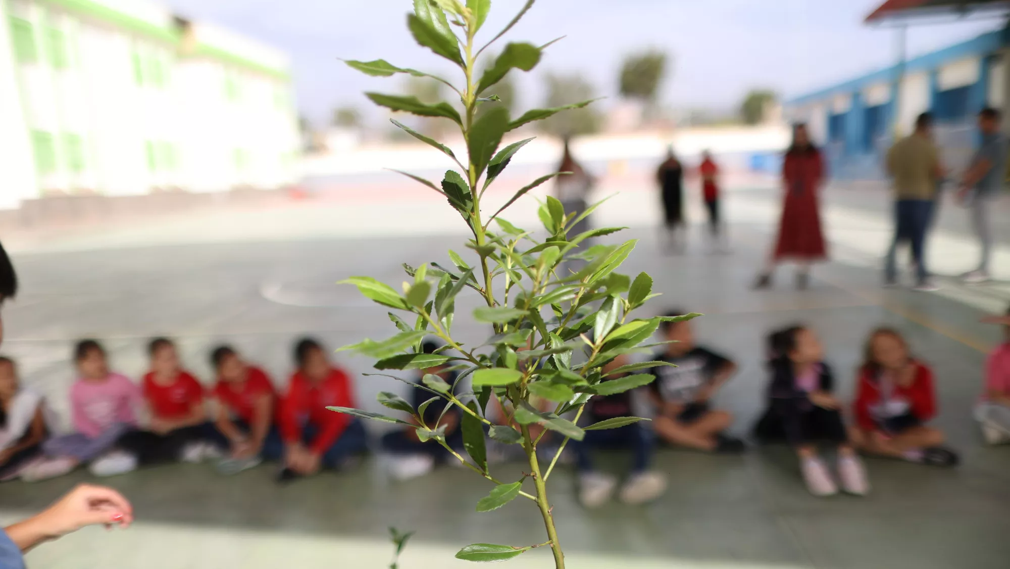 Uno de los árboles del proyecto plantados en el CEIP Las Dunas. / AH