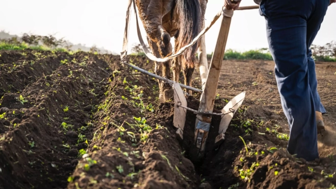 Domingo 'El Colorao ' presenta su nuevo proyecto 'Surco' / CEDIDA Domingo 'El Colorao ' presenta su nuevo proyecto 'Surco' / CEDIDA