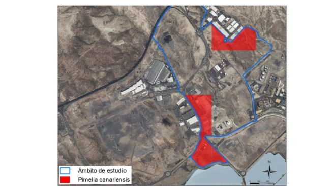 Localización de la Pimelia Canariensis
